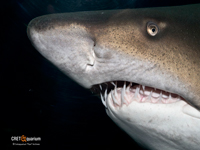 naturalist-photo-7_s.jpg