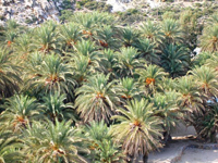 Palm-paradise-2.jpg