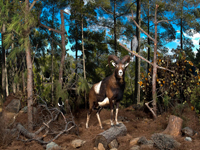 naturalist-photo-1_s.jpg