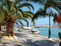 Palm-paradise-5.jpg